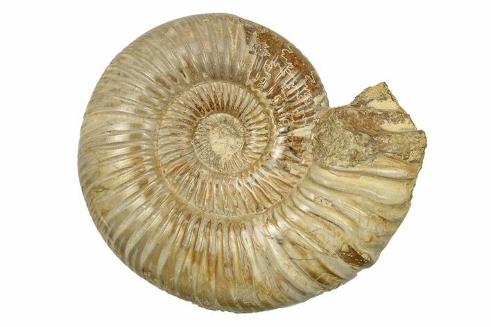 Polished Jurassic Ammonite (Perisphinctes) - Madagascar #270928